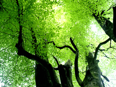 forêt