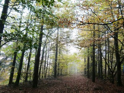 Arbres