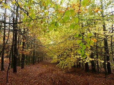 forêt