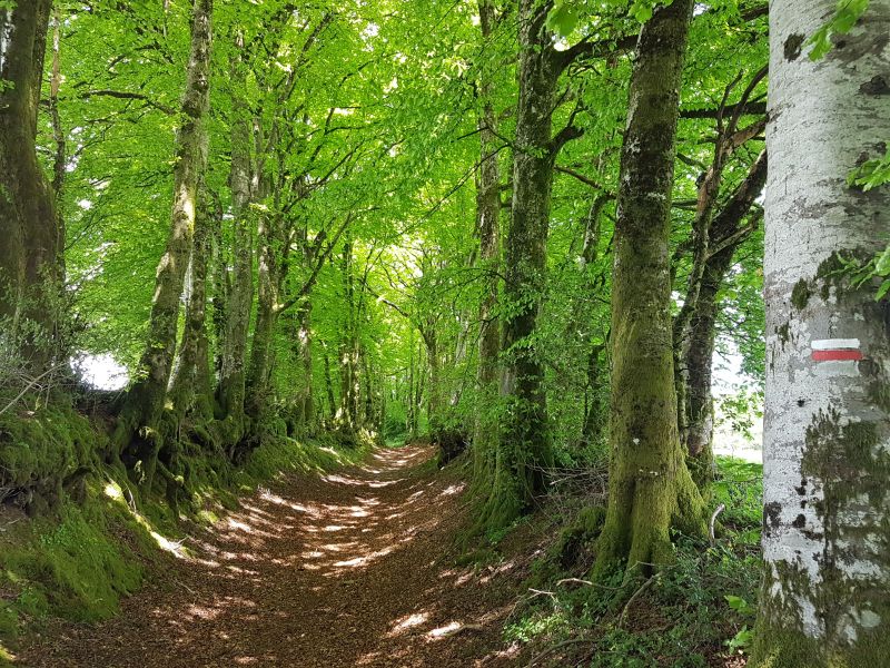 Forêt Montagne Noire_PNRHL