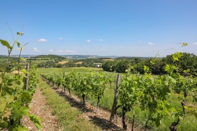 Lignes de vignes