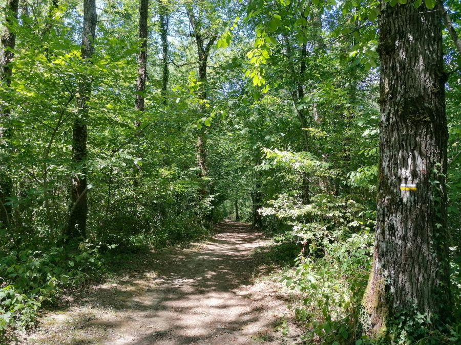 Forêt de Sérénac
