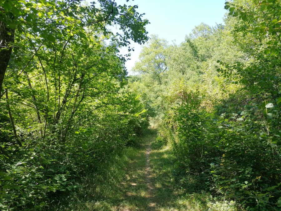 Sur le chemin