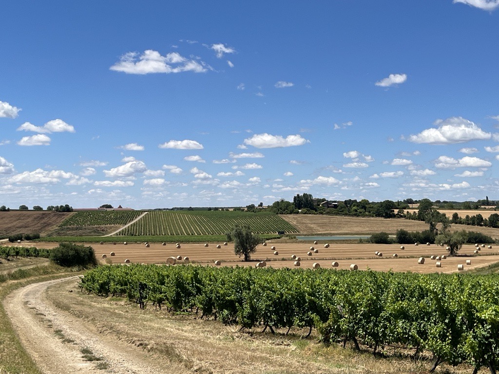 VIGNES