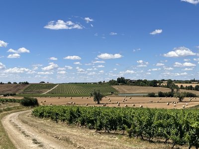 VIGNES