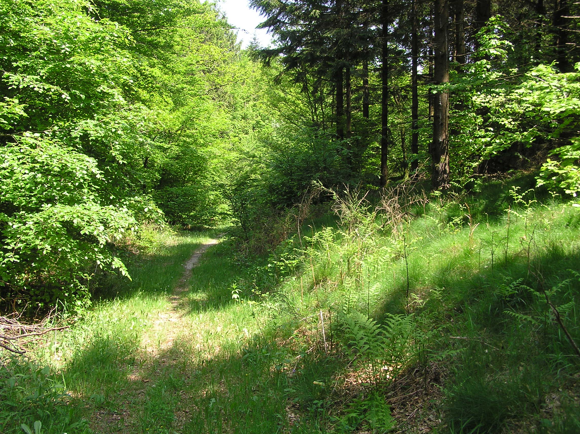 Sentier en sous-bois