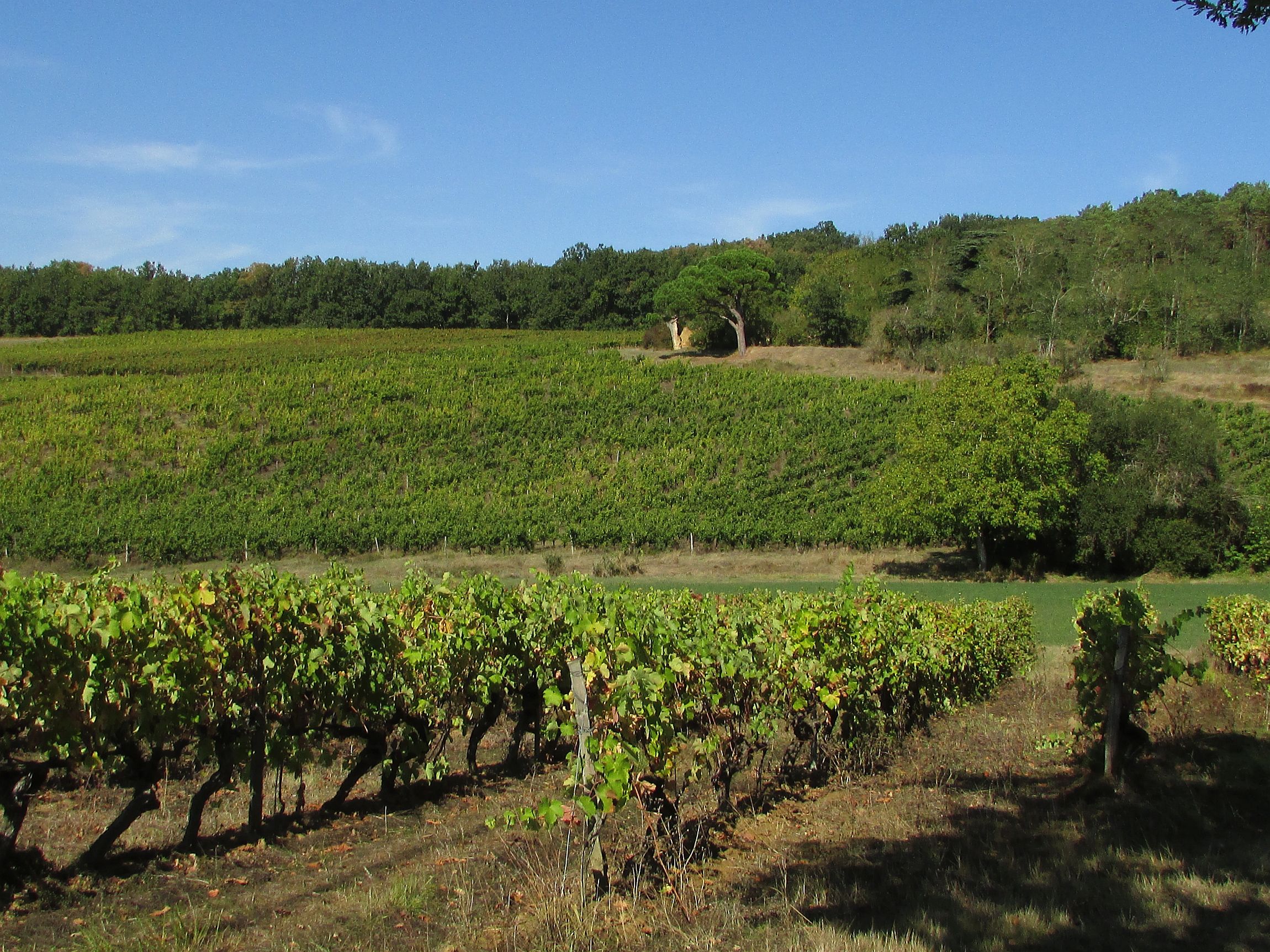 Vue sur les vignes