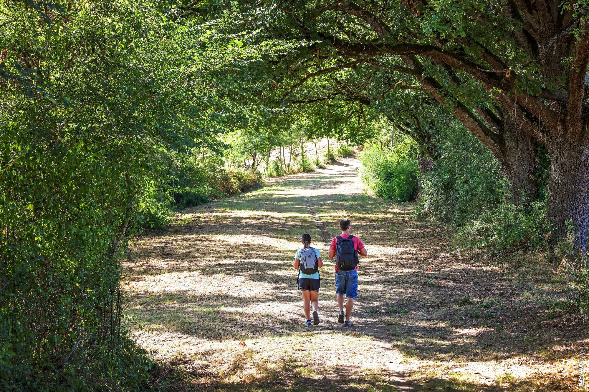 Sous les arbres