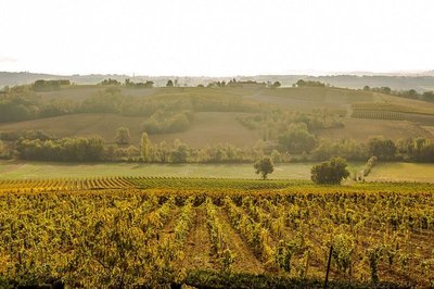 Paysage de vignes