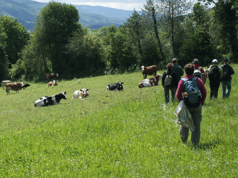 Le sentier des Hautes Futaies