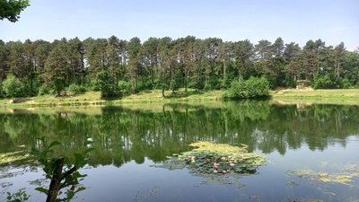 Lac de Nabeillou avec lotus en fleurs